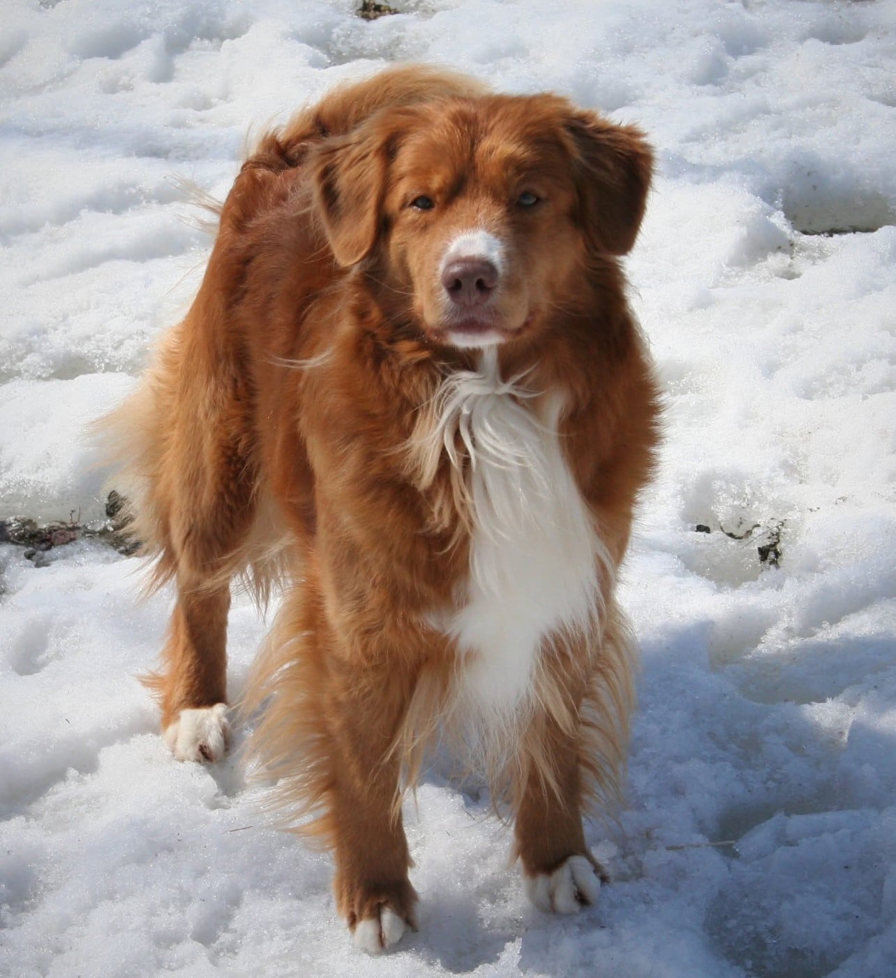 CH. Tuffntendr Hotel Room Sassy