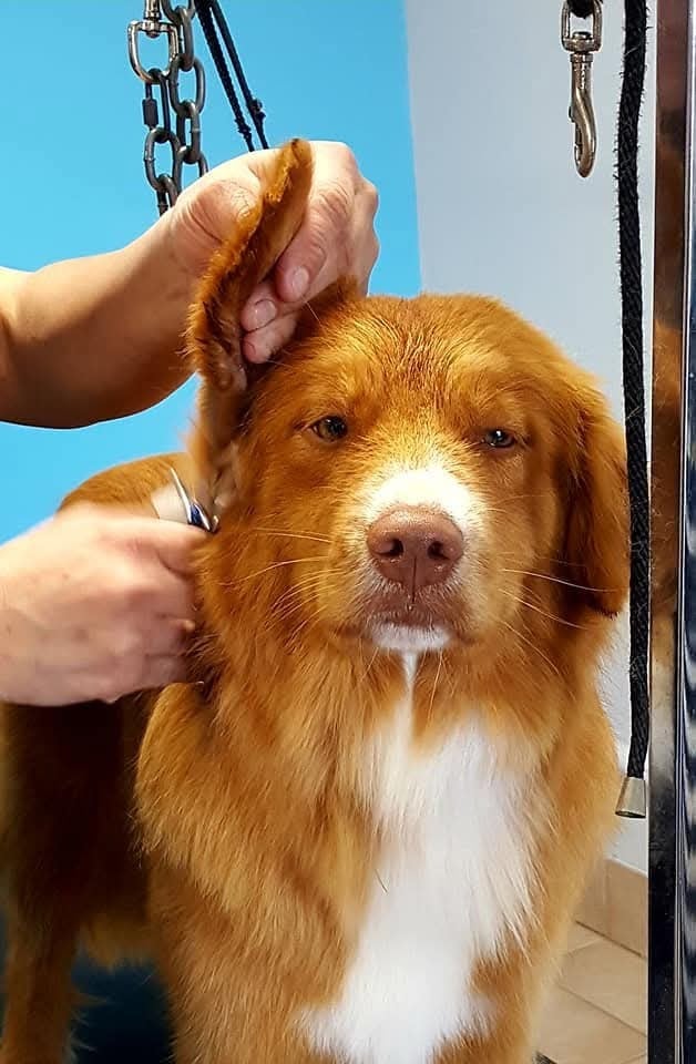 CH. Tuffntendr Hotel Room Sassy