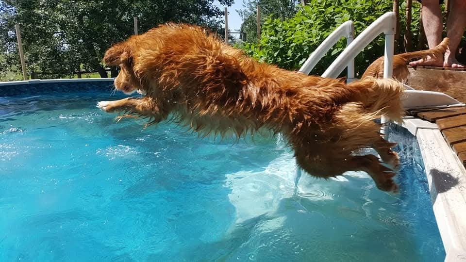 CH. Tuffntendr Hotel Room Sassy