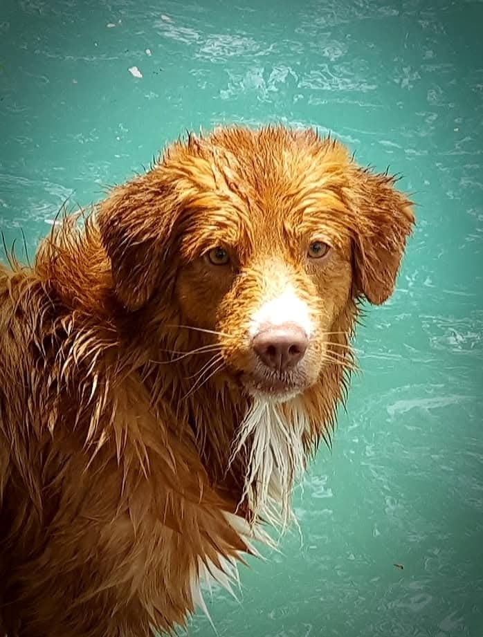 CH. Tuffntendr Hotel Room Sassy