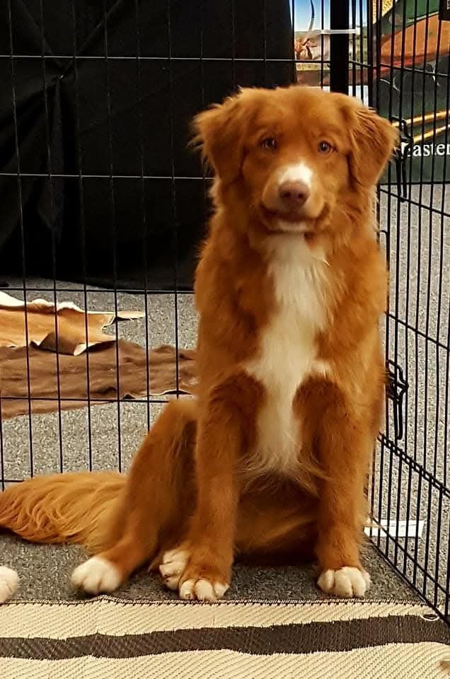 CH. Tuffntendr Hotel Room Sassy