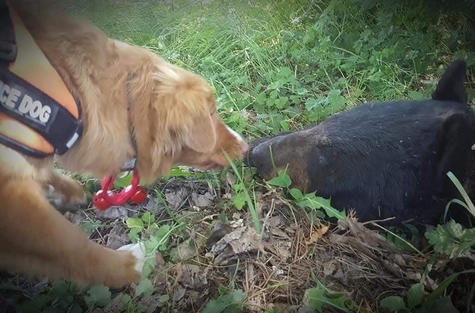 CH. tollerpride Roasted Wake Up at TuffnTendr