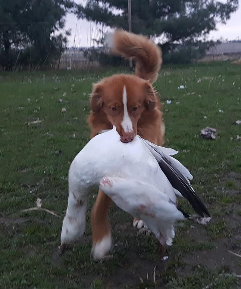 CH. tollerpride Roasted Wake Up at TuffnTendr