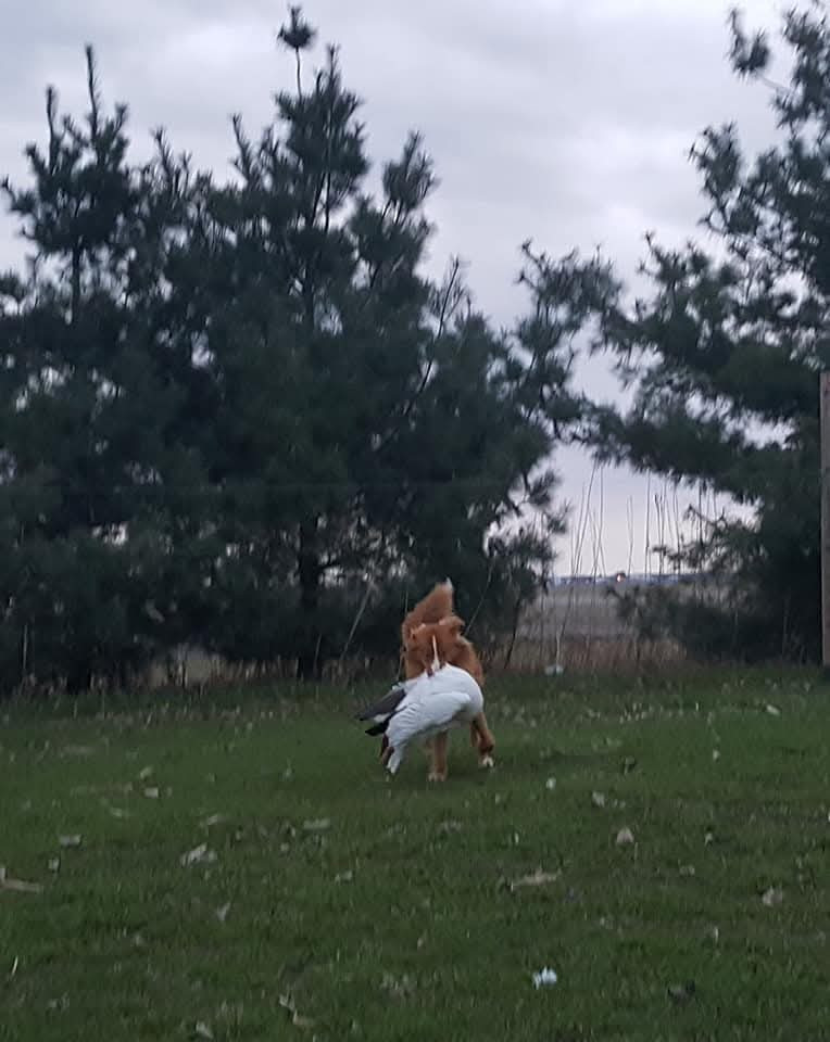 CH. tollerpride Roasted Wake Up at TuffnTendr