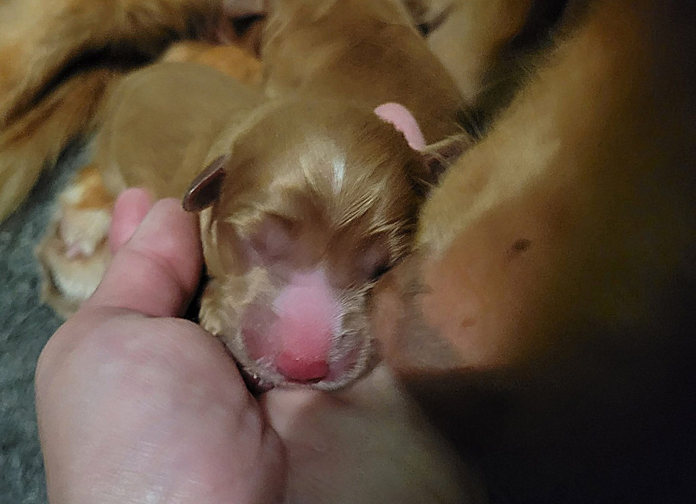 Tuffntendr Two Tikets Fr A Miracle by Four O'Clock