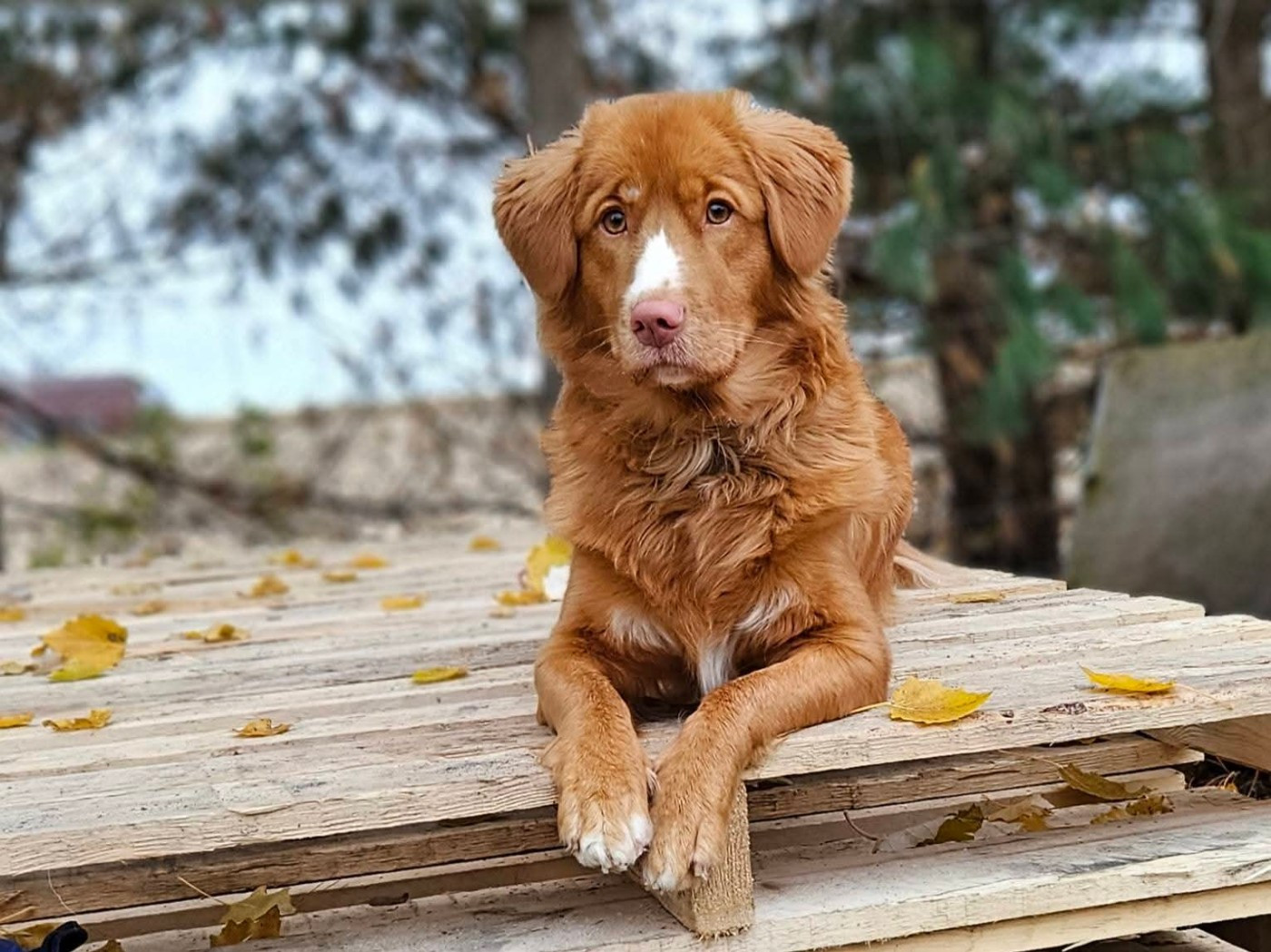 Tuffntendr Two Tikets Fr A Miracle by Four O'Clock