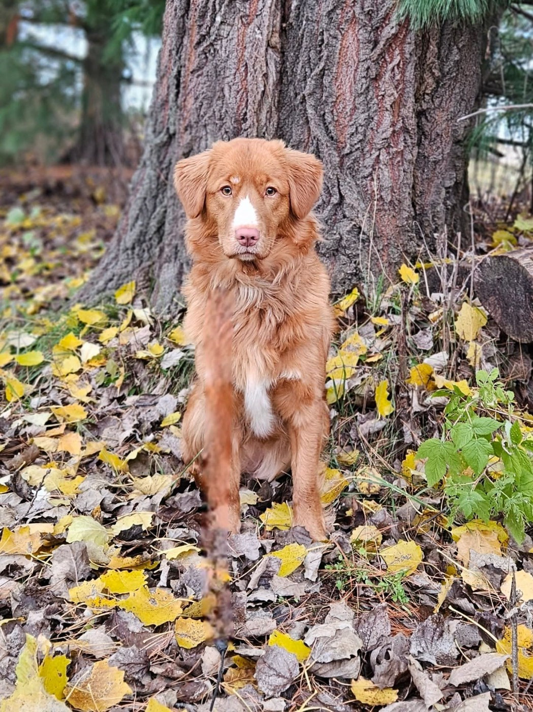 Tuffntendr Two Tikets Fr A Miracle by Four O'Clock