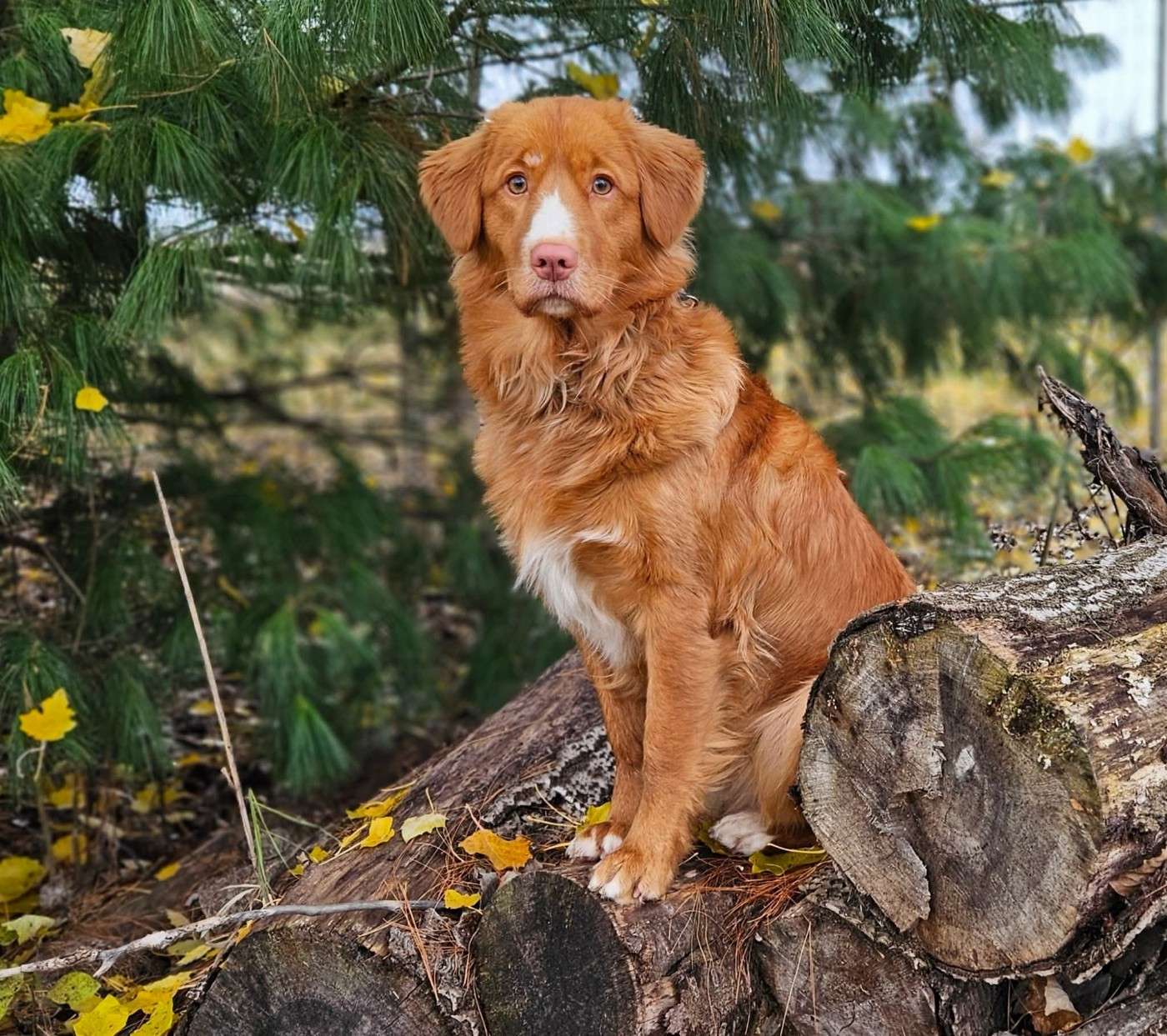 Tuffntendr Two Tikets Fr A Miracle by Four O'Clock