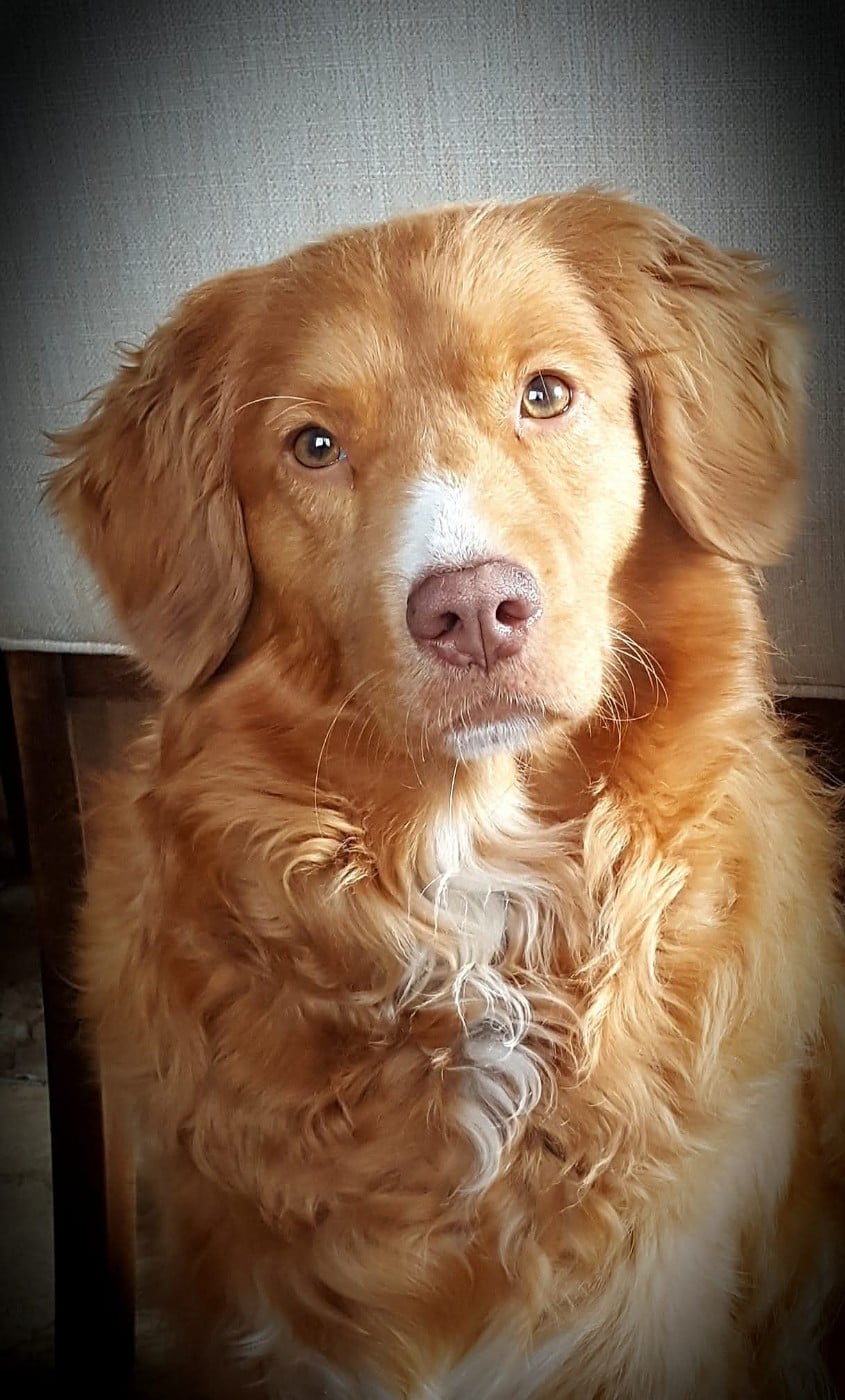 Tuffntendr Béa Béatrice