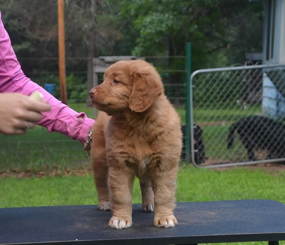 Gold star Kwack Shot for 2 at Tuffntendr