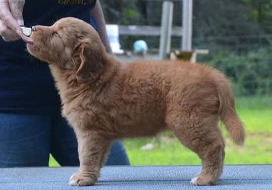 Gold star Kwack Shot for 2 at Tuffntendr