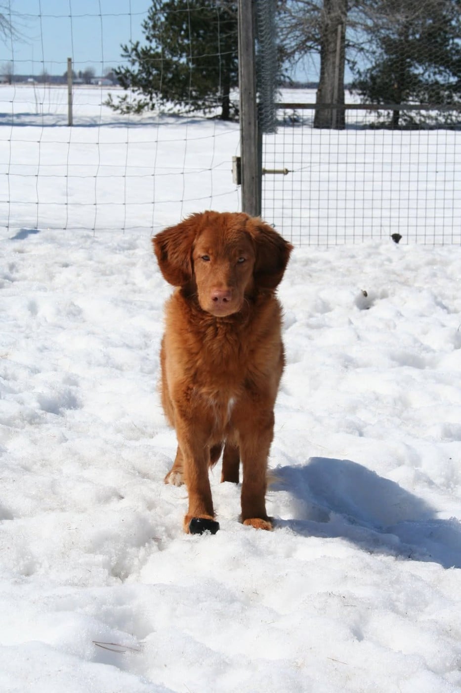 Gold star Kwack Shot for 2 at Tuffntendr