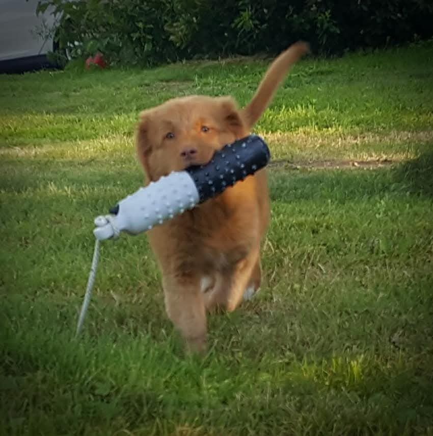 Gold star Kwack Shot for 2 at Tuffntendr