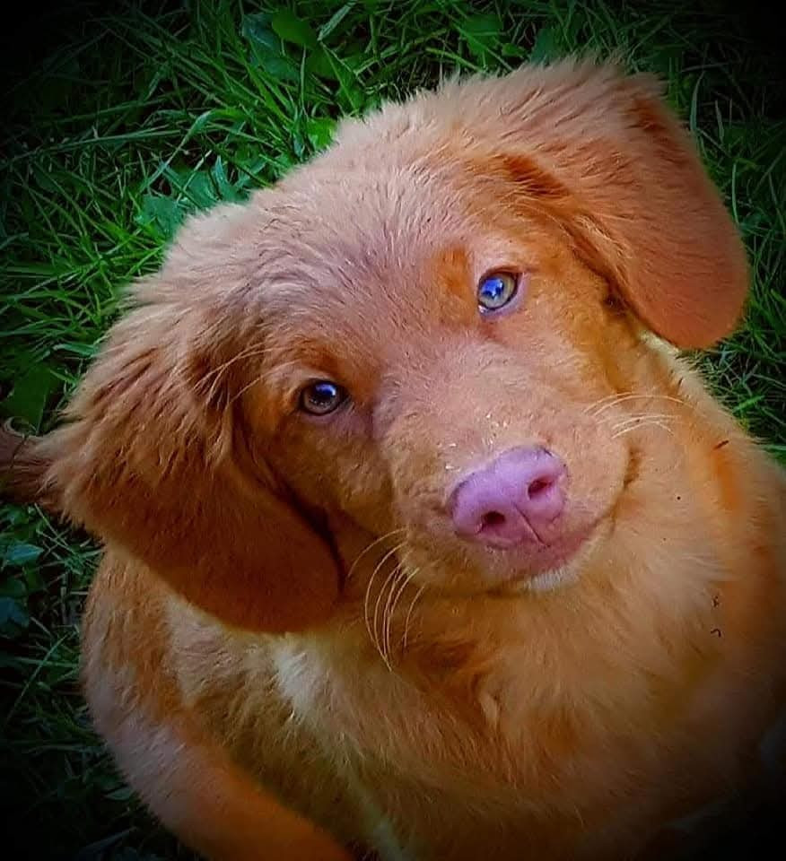 Gold star Kwack Shot for 2 at Tuffntendr