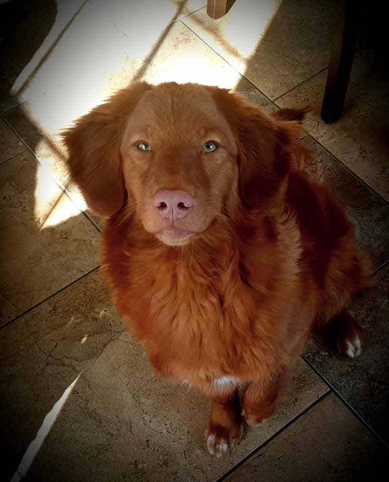 Gold star Kwack Shot for 2 at Tuffntendr