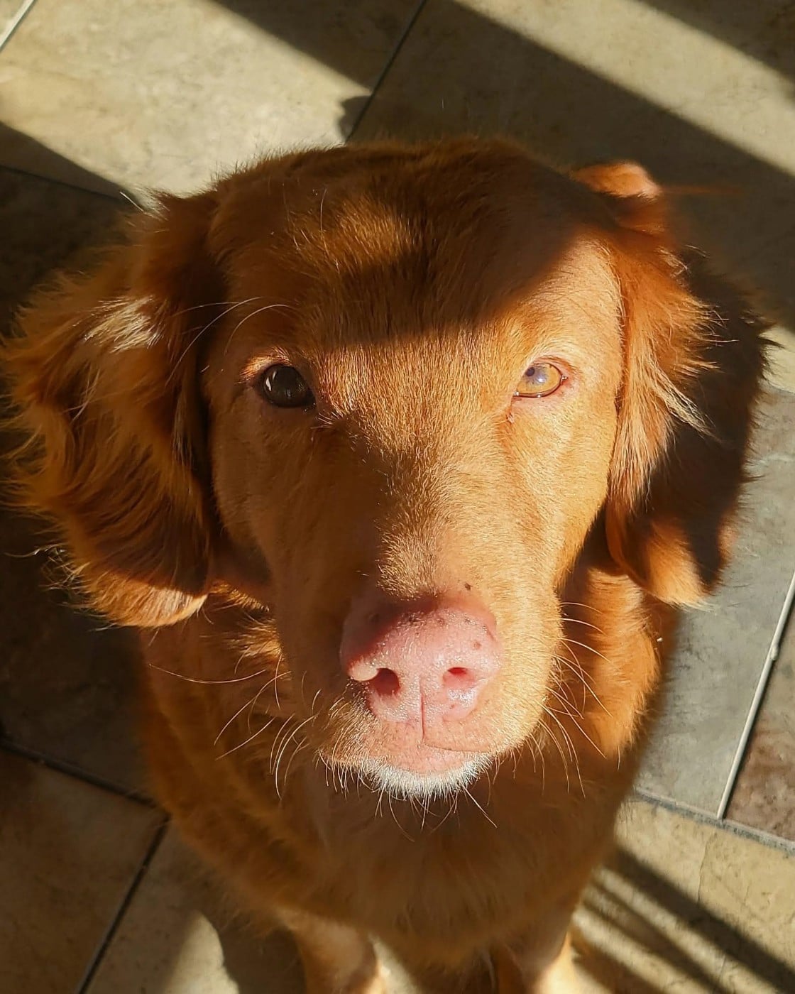 Gold star Kwack Shot for 2 at Tuffntendr