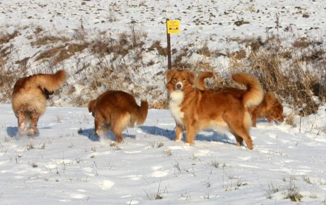 Tuffntendr Red Hot Chilli Laura