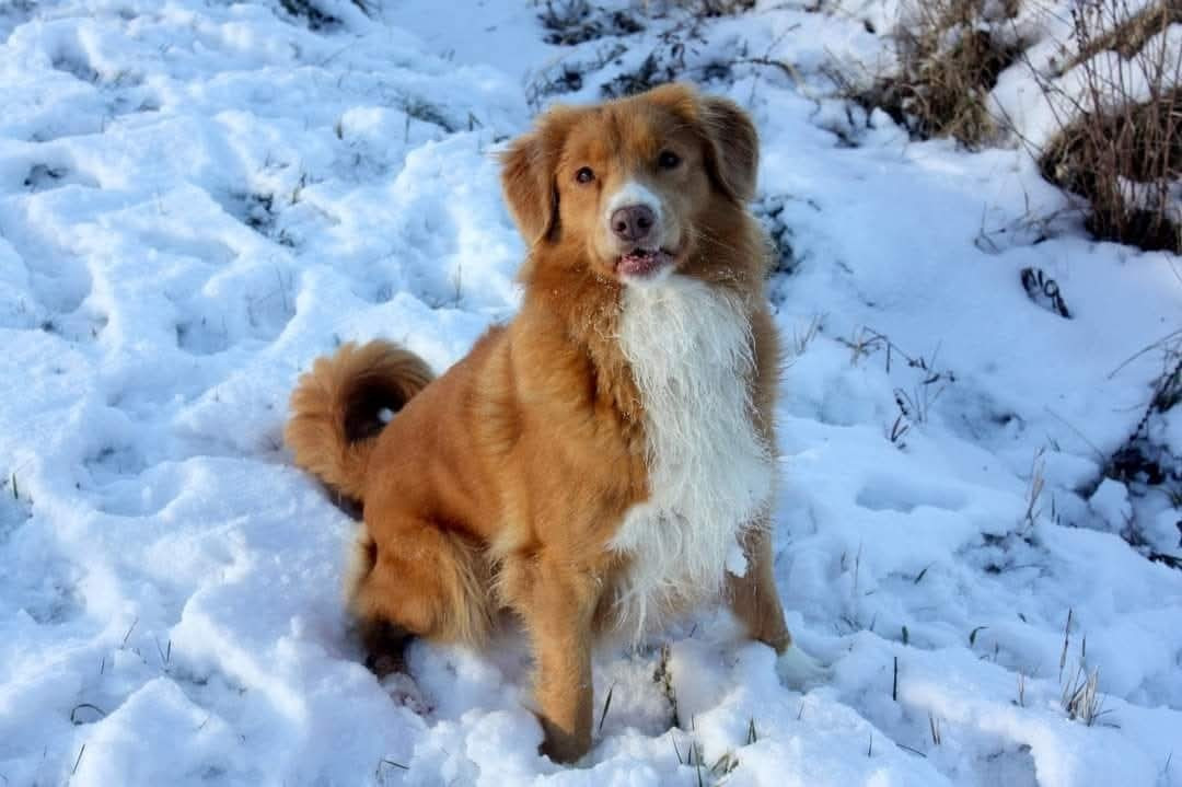 Tuffntendr Red Hot Chilli Laura