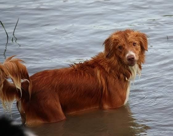 Tuffntendr Red Hot Chilli Laura