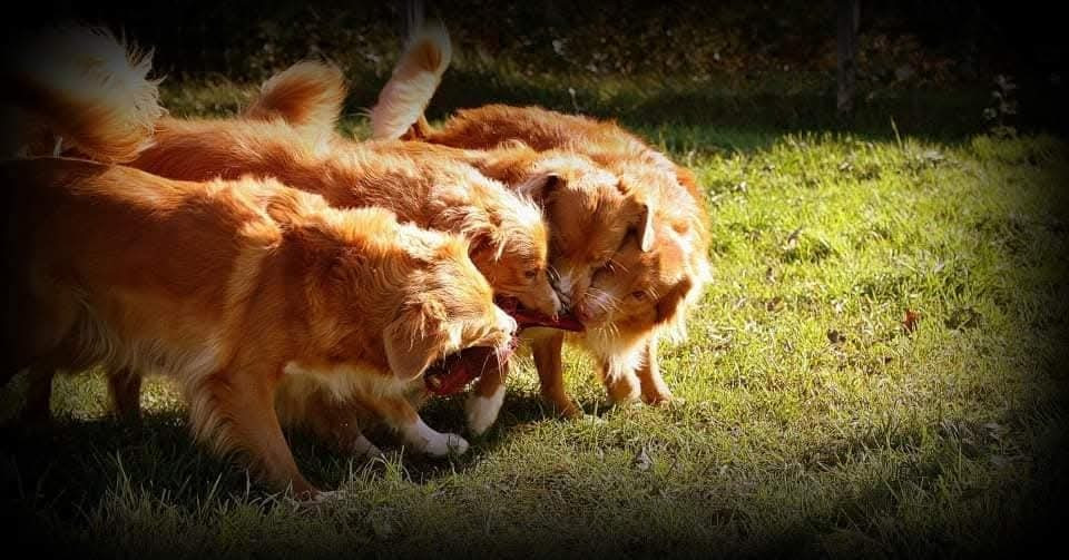 Tuffntendr Red Hot Chilli Laura