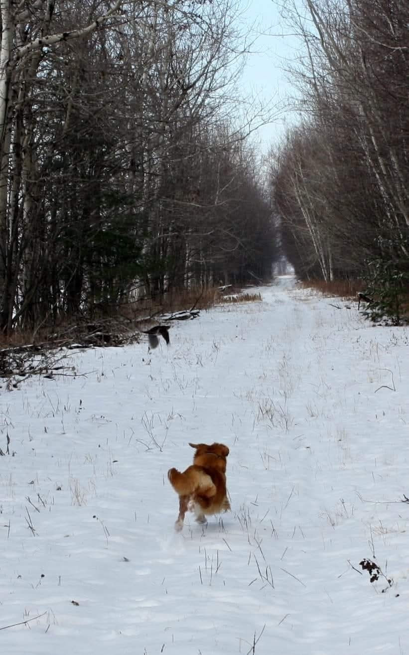 Tuffntendr Red Hot Chilli Laura