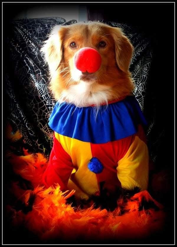 Tuffntendr Red Hot Chilli Laura