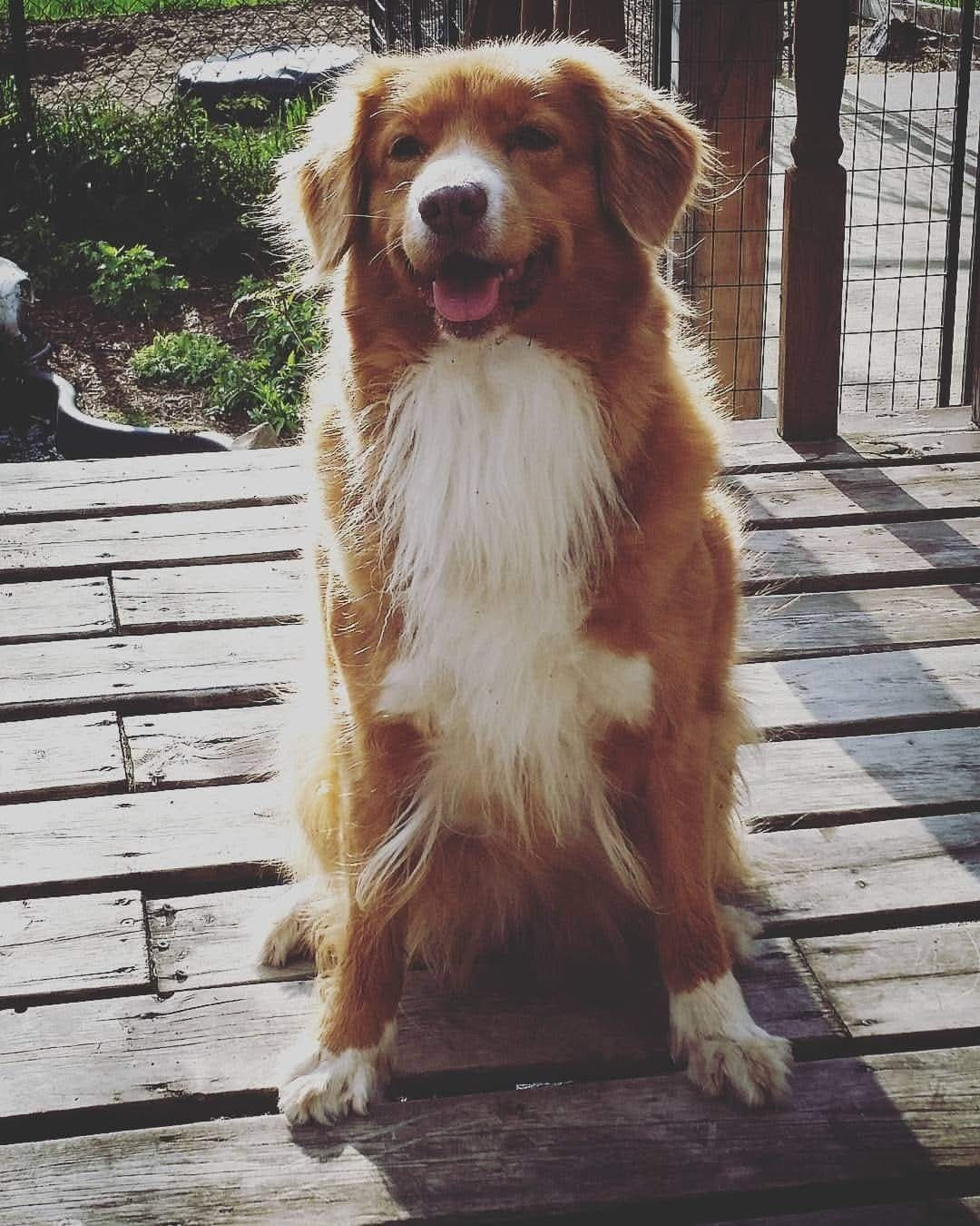 Tuffntendr Red Hot Chilli Laura