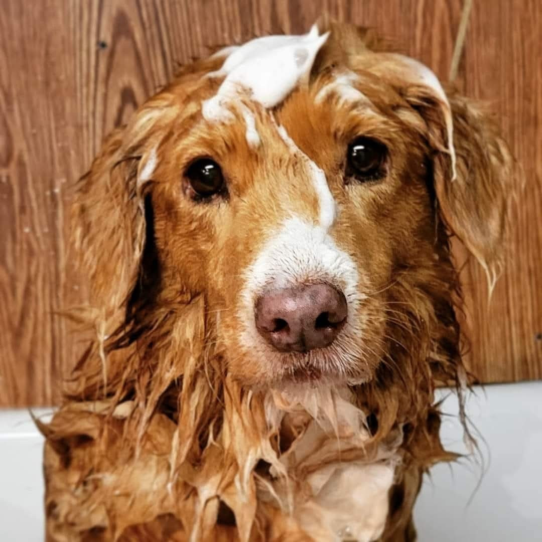 Tuffntendr Red Hot Chilli Laura