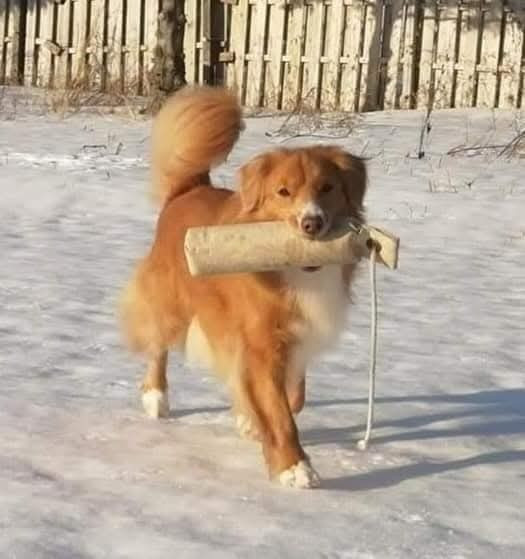 Tuffntendr Red Hot Chilli Laura