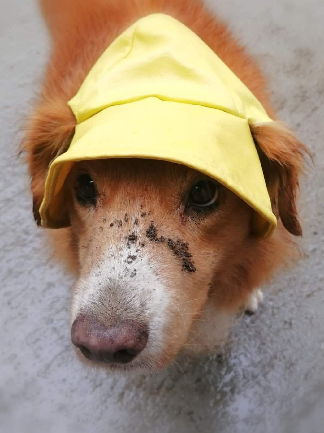 Tuffntendr Red Hot Chilli Laura