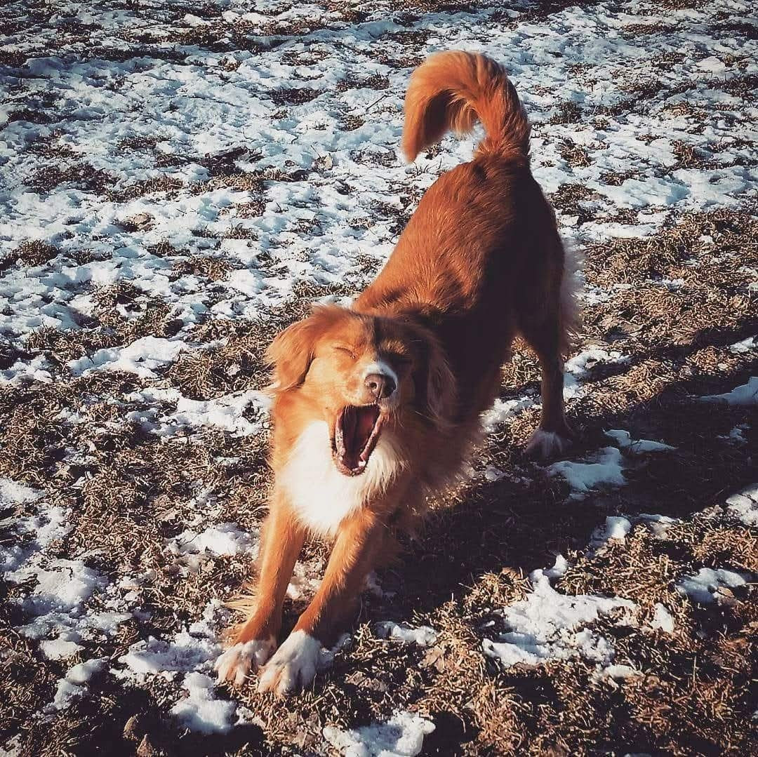 Tuffntendr Red Hot Chilli Laura