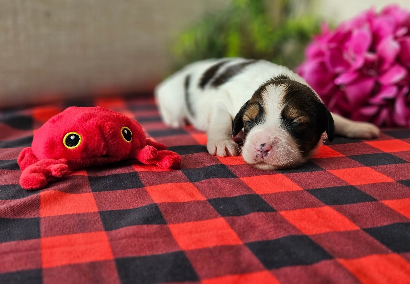 Tuffntendr Pop Up the Confetti