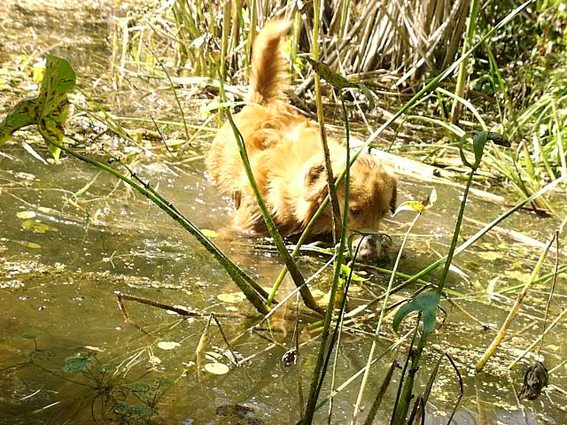 CH. beinnbhreagh 's Rumble Red Rumor