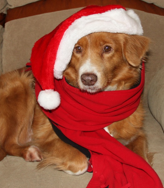 CH. beinnbhreagh 's Rumble Red Rumor