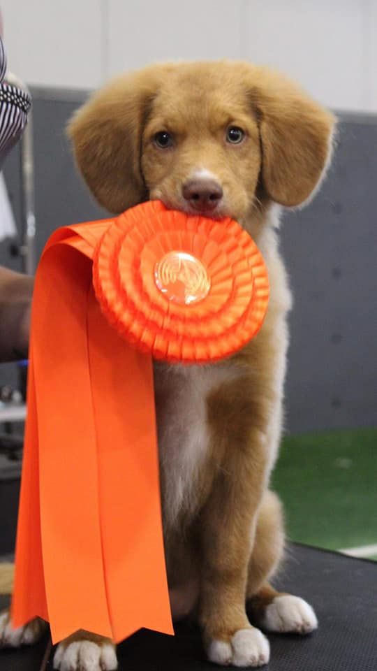 CH. Tuffntendr Worth a Dime