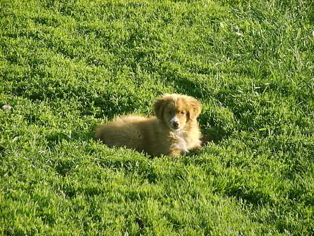 CH. beinnbhreagh 's Rumble Red Rumor