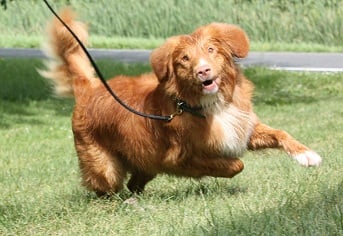 CH. tollwest 's Spicy Tollchester rn cgn