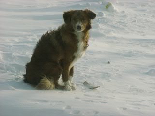 CH. beinnbhreagh 's Rumble Red Rumor