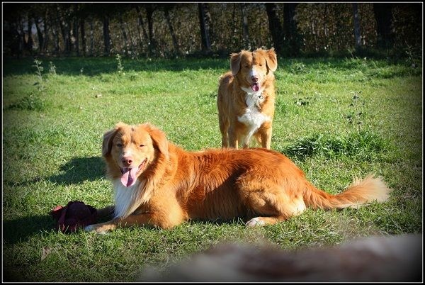 CH. tollwest 's Spicy Tollchester rn cgn