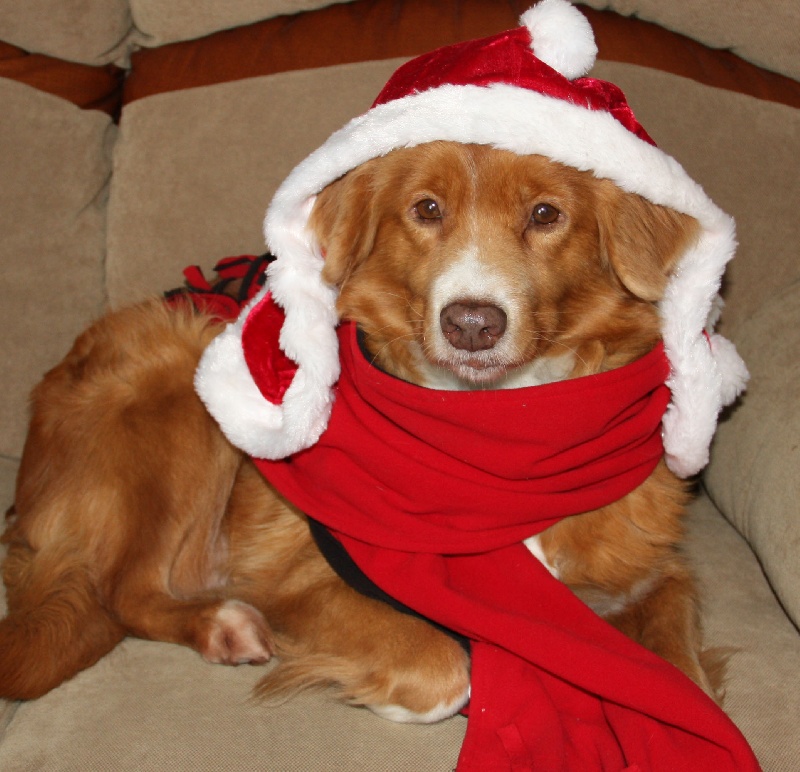 CH. beinnbhreagh 's Rumble Red Rumor