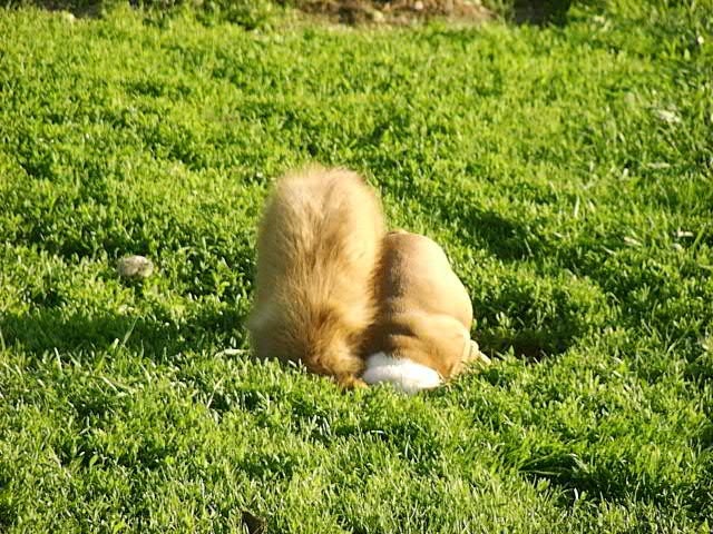 CH. beinnbhreagh 's Rumble Red Rumor