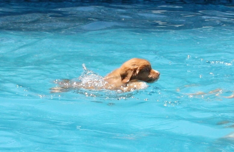 Tuffntendr Orange Crush Bubble