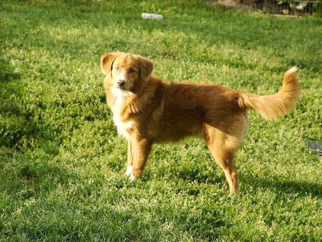 CH. beinnbhreagh 's Rumble Red Rumor