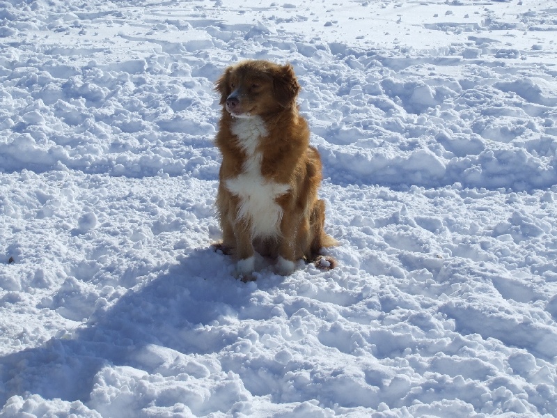 CH. beinnbhreagh 's Rumble Red Rumor
