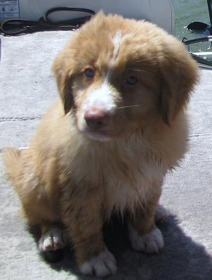 CH. Tuffntendr 's roaneden reel'em in