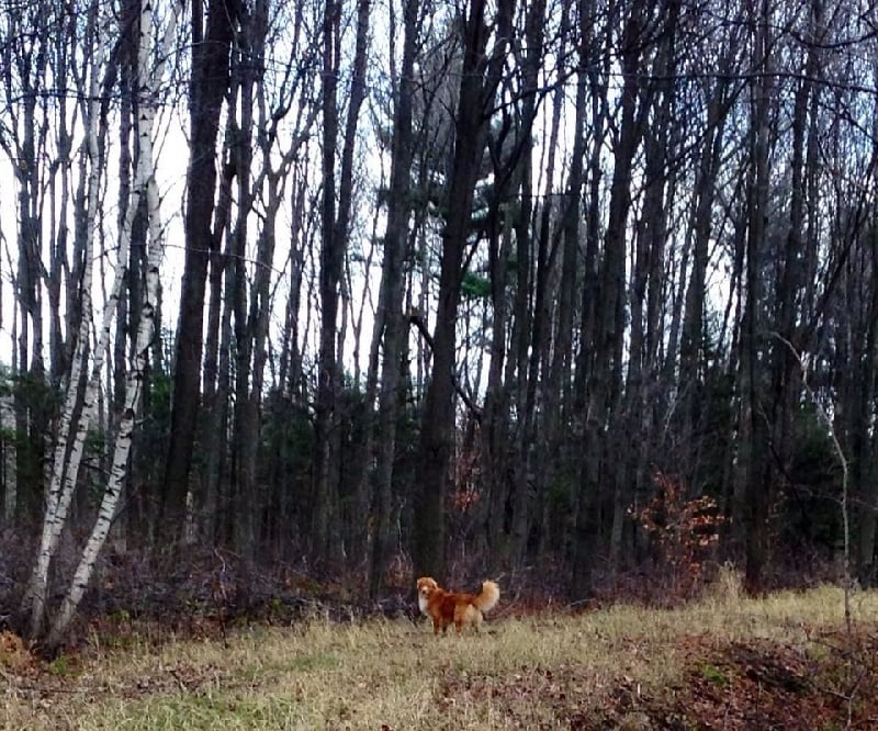 CH. tollwest 's Spicy Tollchester rn cgn