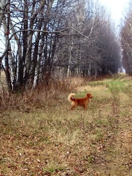 CH. tollwest 's Spicy Tollchester rn cgn