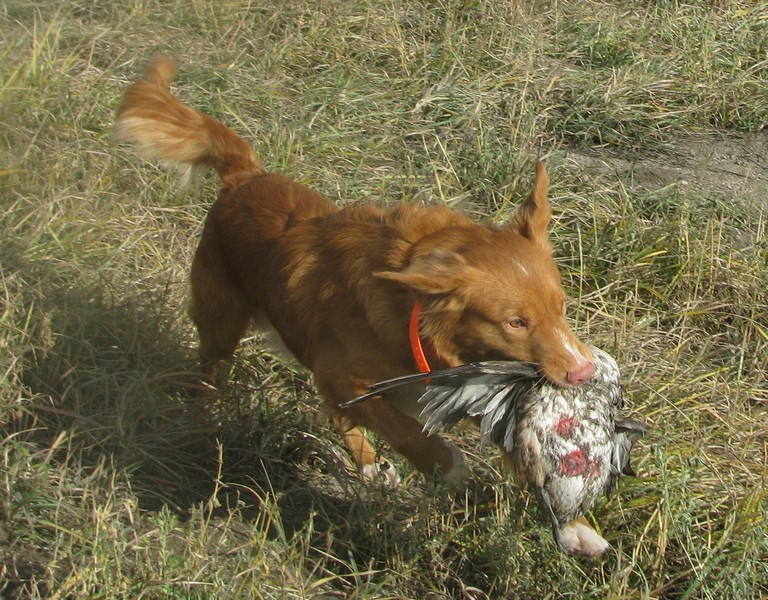 CH. tollwest 's Spicy Tollchester rn cgn