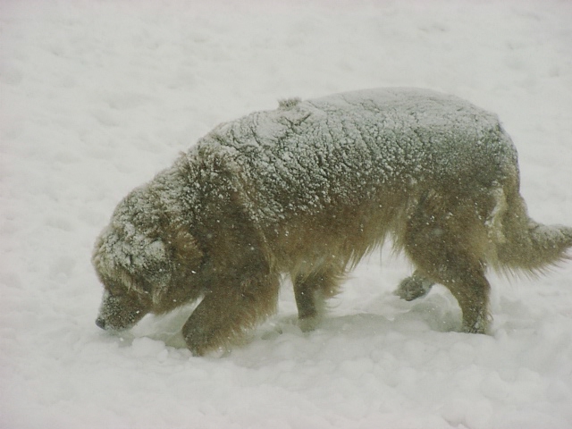 CH. beinnbhreagh 's Rumble Red Rumor