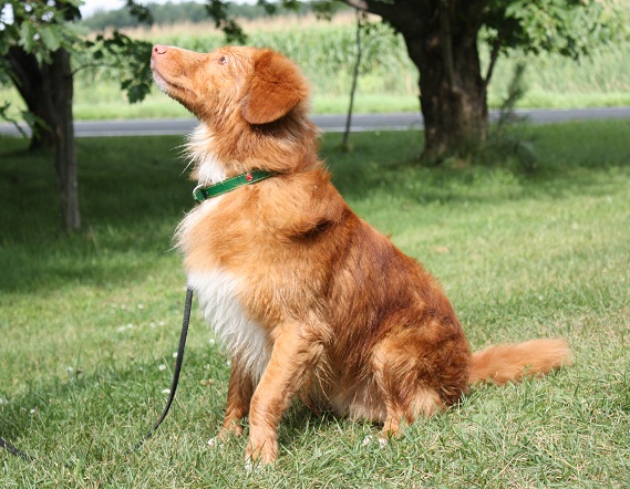 CH. tollwest 's Spicy Tollchester rn cgn